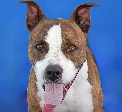 BRASS - Pit Bull Terrier available for adoption