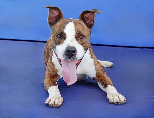 BRASS - Pit Bull Terrier available for adoption