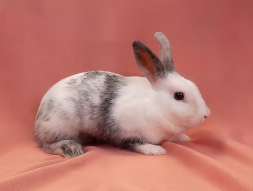 DIAMOND - Bunny Rabbit available for adoption