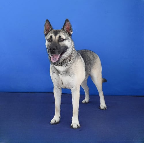 AXEL - German Shepherd Dog / Husky available for adoption