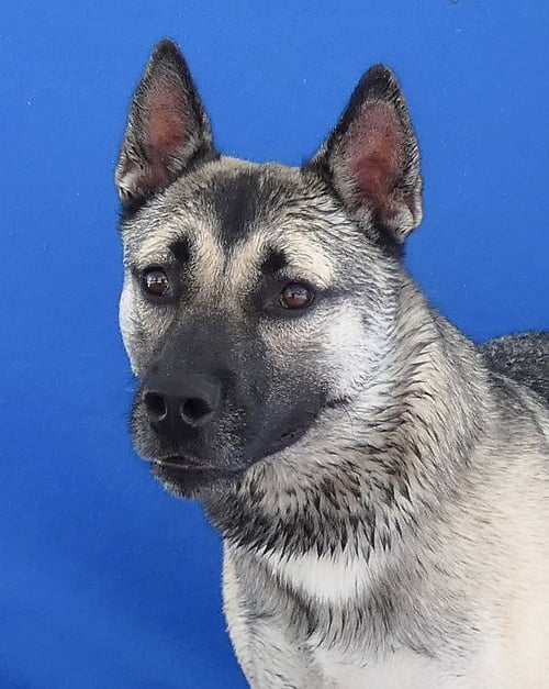 AXEL - German Shepherd Dog / Husky available for adoption
