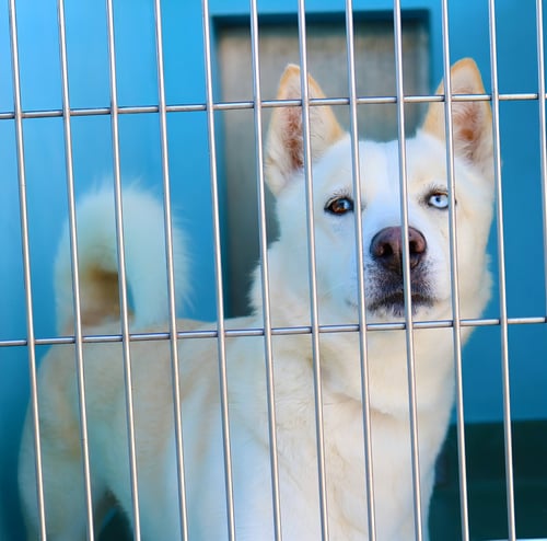FROSTY - Husky for adoption in Pasadena