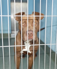 CHOCOLATTE - Photo 2