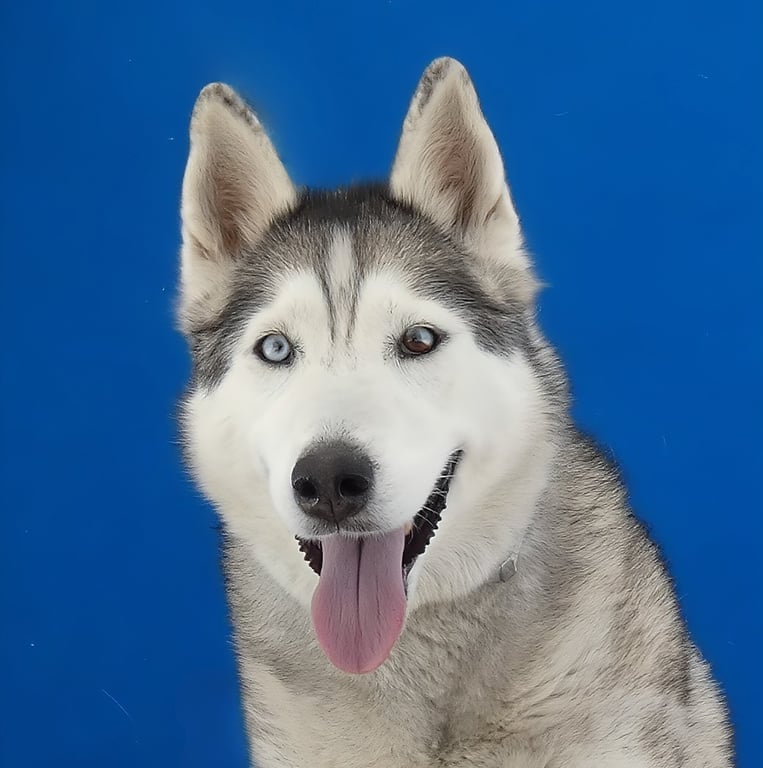 KIRA Image
