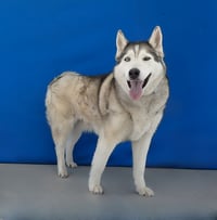 KIRA - Photo 2