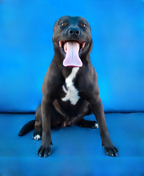 LUNA - Labrador Retriever available for adoption
