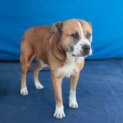 BEAR - Saint Bernard / Akita available for adoption