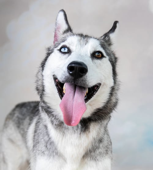 BLUE - Siberian Husky available for adoption
