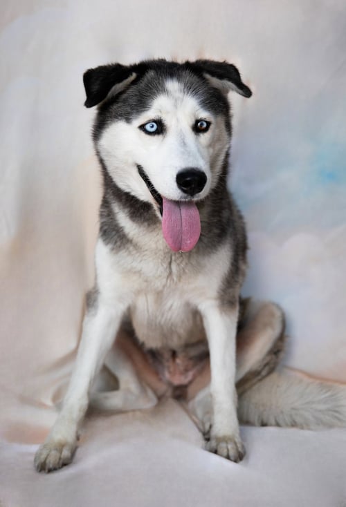 HEIDI - Siberian Husky available for adoption