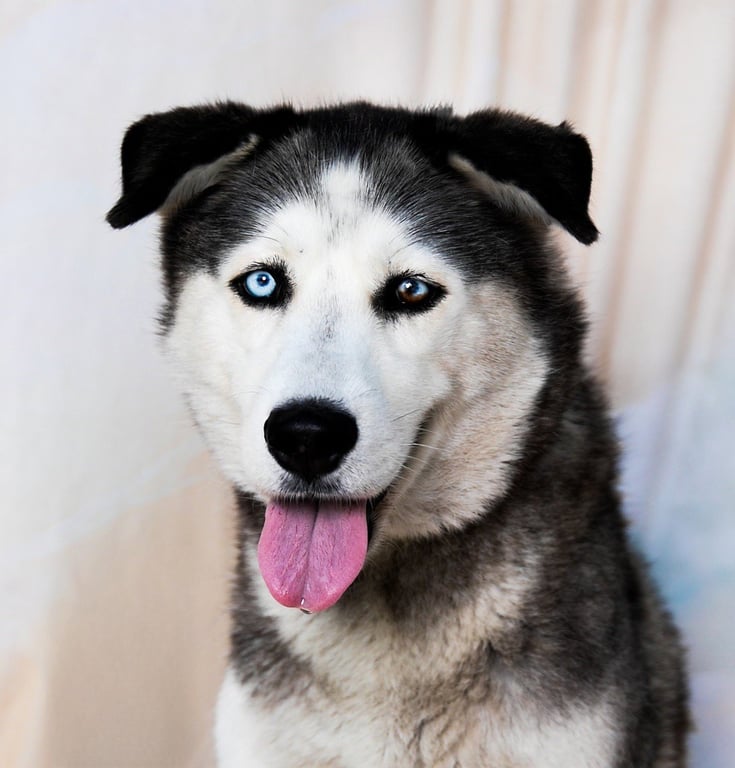 HEIDI Image
