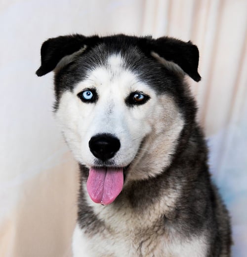 HEIDI