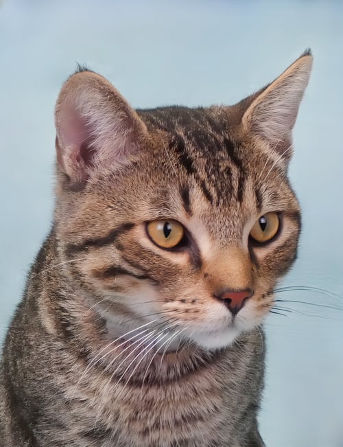 COOPER - Domestic Short Hair available for adoption