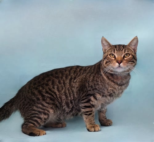 COOPER - Domestic Short Hair available for adoption