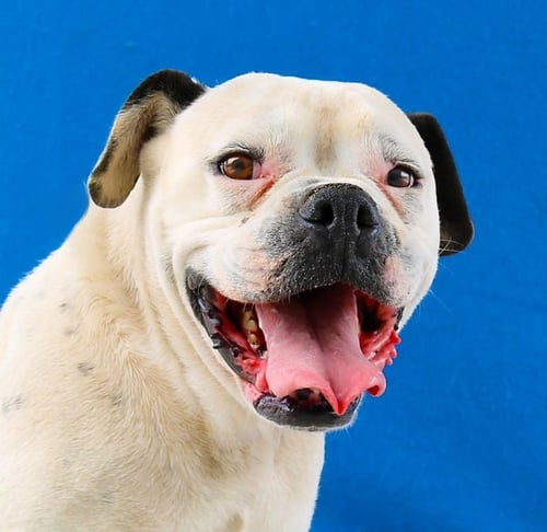 MAX - Boxer for adoption in Pasadena