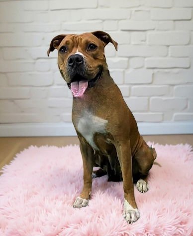 LEEKA - Pit Bull Terrier available for adoption
