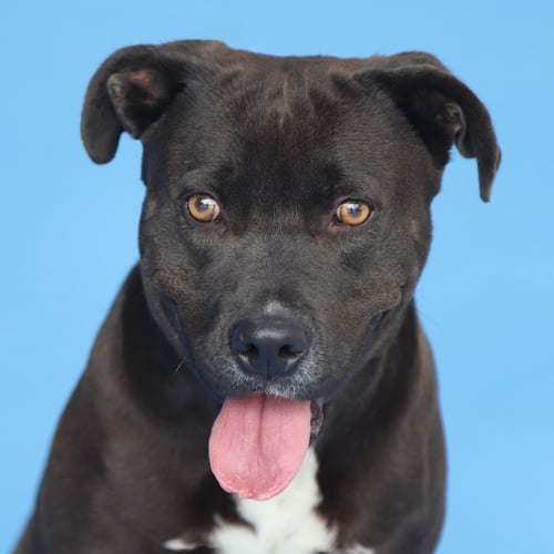 VALENTINA - Pit Bull Terrier available for adoption