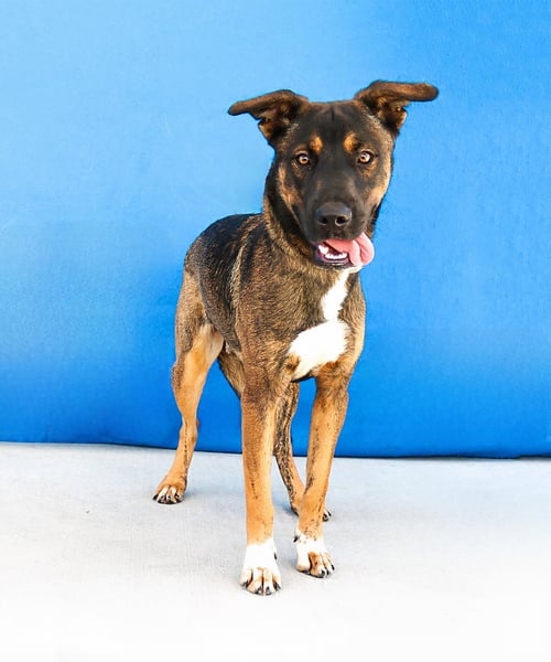 BEAR - German Shepherd Dog available for adoption