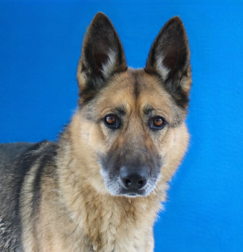 ODIN - German Shepherd Dog available for adoption