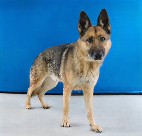 ODIN - German Shepherd Dog available for adoption
