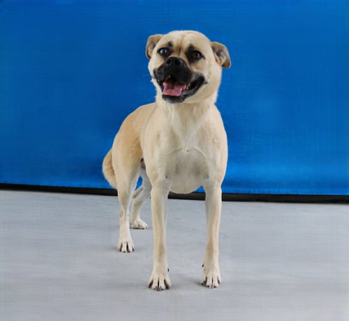 CUBA - Pug available for adoption
