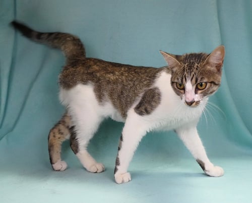 MARY - Domestic Short Hair available for adoption