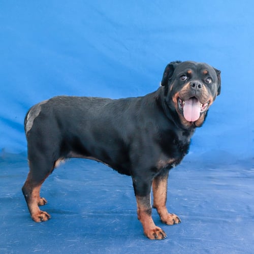 ROXY - Rottweiler available for adoption