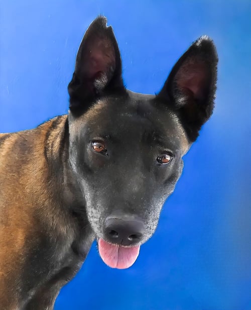 NUTMEG - Belgian Shepherd Malinois available for adoption