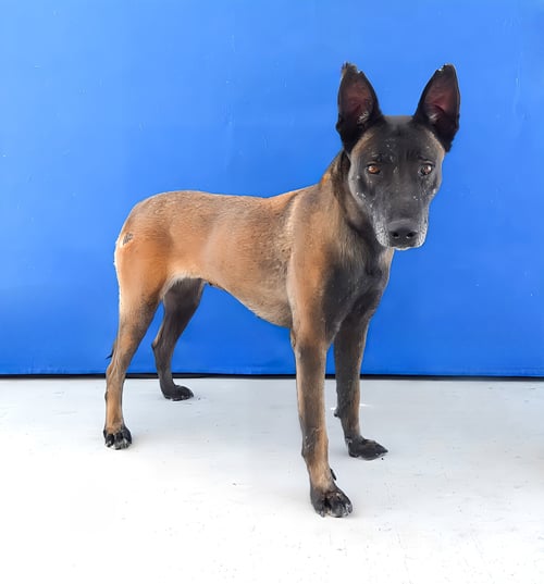 NUTMEG - Belgian Shepherd Malinois available for adoption