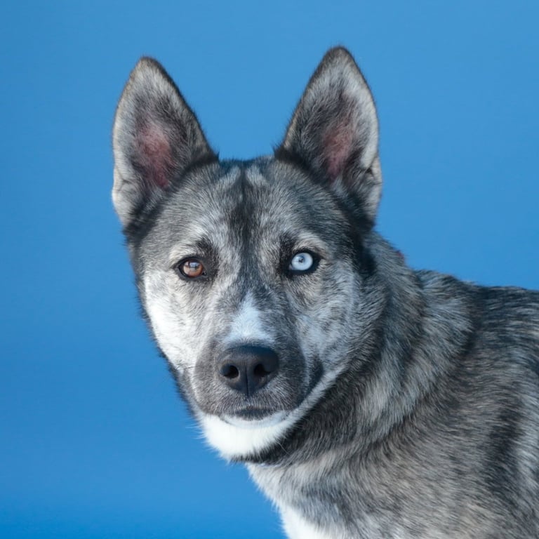 MAGGIE Image