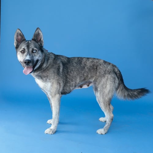 MAGGIE - German Shepherd Dog / Siberian Husky available for adoption