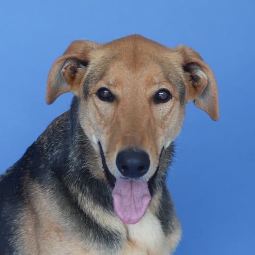 LUNA - German Shepherd Dog for adoption in Pasadena
