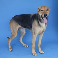 LUNA - Photo 2