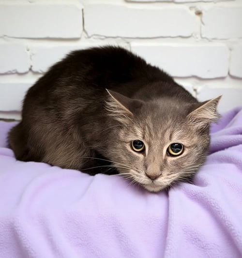 PHOENIX - Domestic Short Hair available for adoption