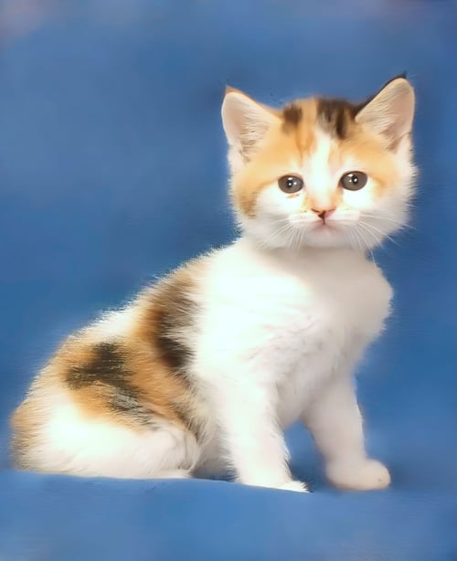 TAYLOR - Domestic Short Hair for adoption in Pasadena