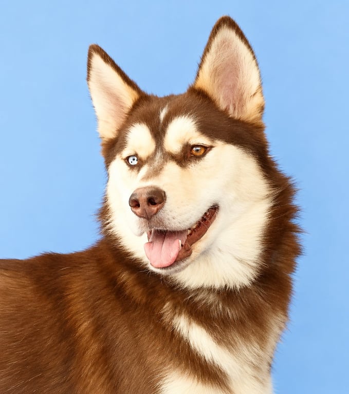 TOPPER Image