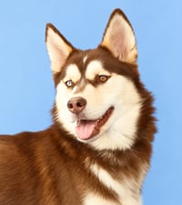 TOPPER - Photo 1