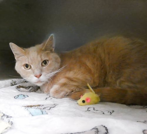 SHILOH - Domestic Short Hair for adoption in Glendale