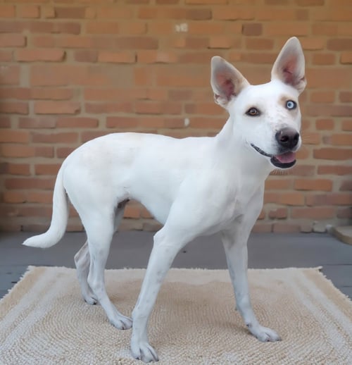 WINDY - Husky available for adoption
