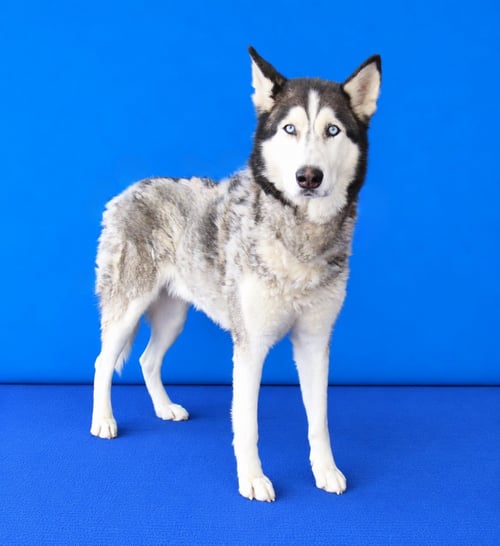 CANELO - Siberian Husky available for adoption