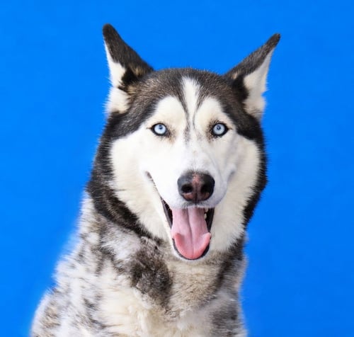 CANELO - Siberian Husky available for adoption