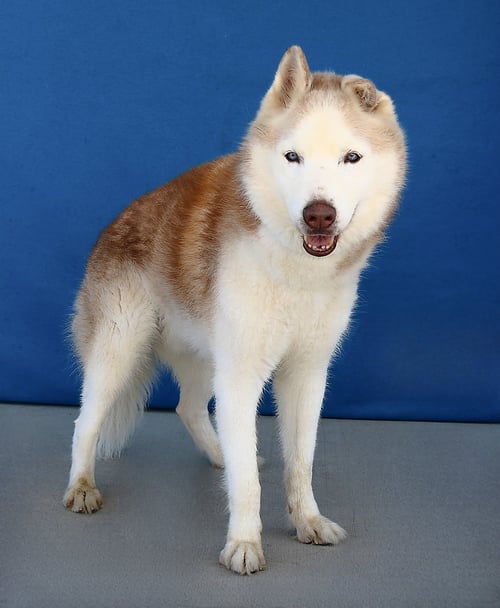 HERO - Siberian Husky available for adoption