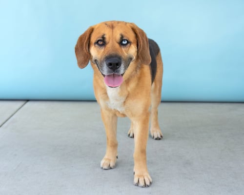MAX - Beagle / Shepherd available for adoption
