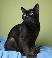 CALVIN - Photo 2