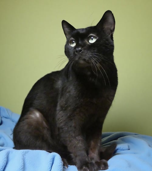 CALVIN - Domestic Short Hair available for adoption