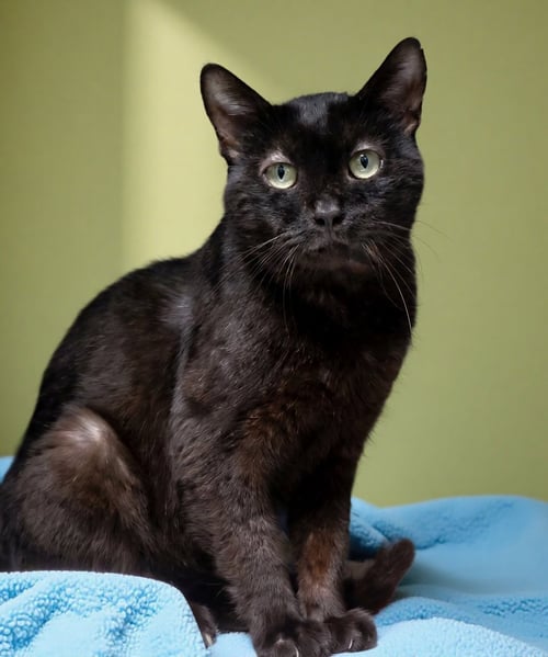 CALVIN - Domestic Short Hair for adoption in Pasadena