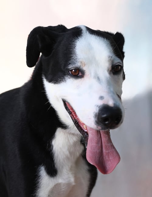 BINGO - Retriever available for adoption