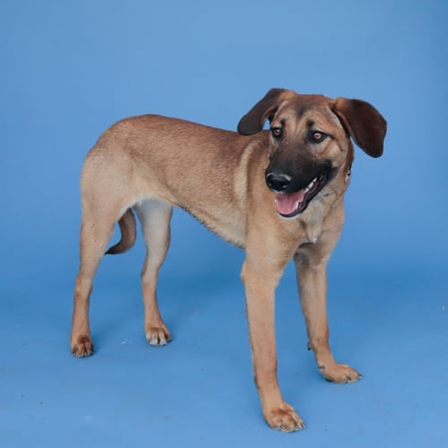 PAYTON - Shepherd available for adoption