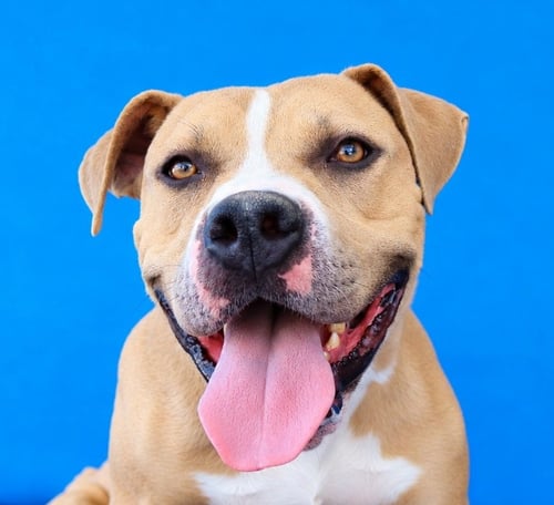 BOO BOO - Staffordshire Bull Terrier available for adoption