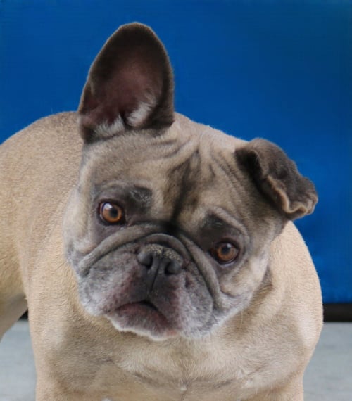 MISSY - Pug / French Bulldog available for adoption