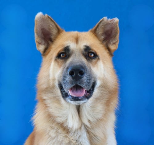 PRINCIPE - German Shepherd Dog available for adoption